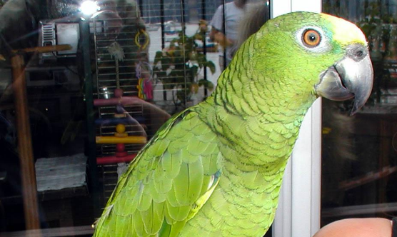 фото попугая Амазон